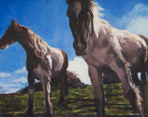 two connemara ponies