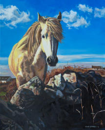 Oil painting of a connemara pony by Elaine Conneely